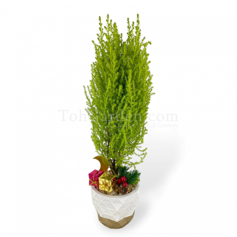 香松 Pine Tree Toh Garden Singapore Orchid Plant & Flower Grower