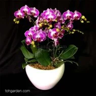 Mini Dragon Tree Arrangement 5 in 1