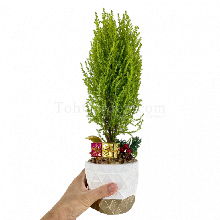 香松 Pine Tree Toh Garden Singapore Orchid Plant & Flower Grower