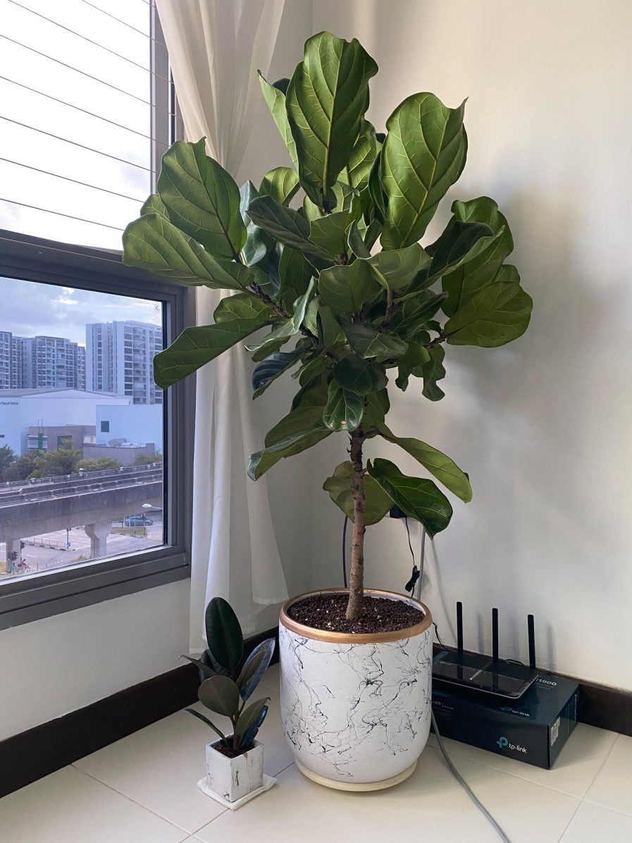 Ficus Lyrata - 琴叶榕 (1.40m)