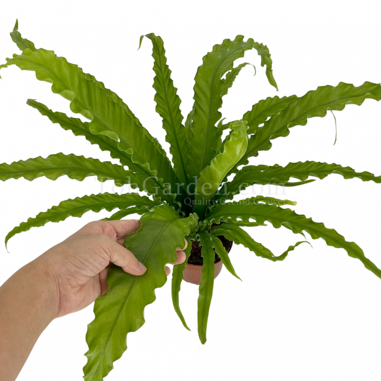 Bird Nest Fern Jaggered Toh Garden Singapore Orchid Plant & Flower