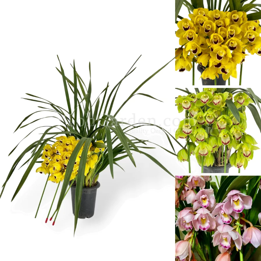 Arching Cymbidium Bonsai