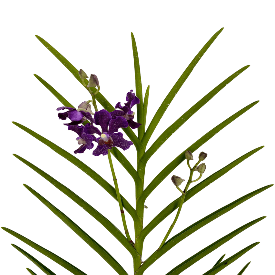 Papilionanda Chao Praya Violet (2006)