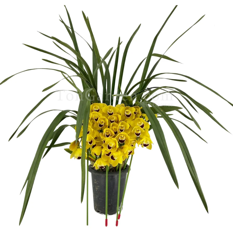 Cymbidium