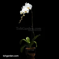 Phalaenopsis Sogo Yukidien 1 in 1