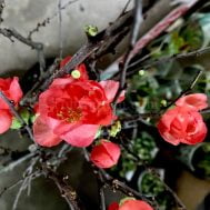 Crabapple Blossoms (海棠) in Ceramic Pot