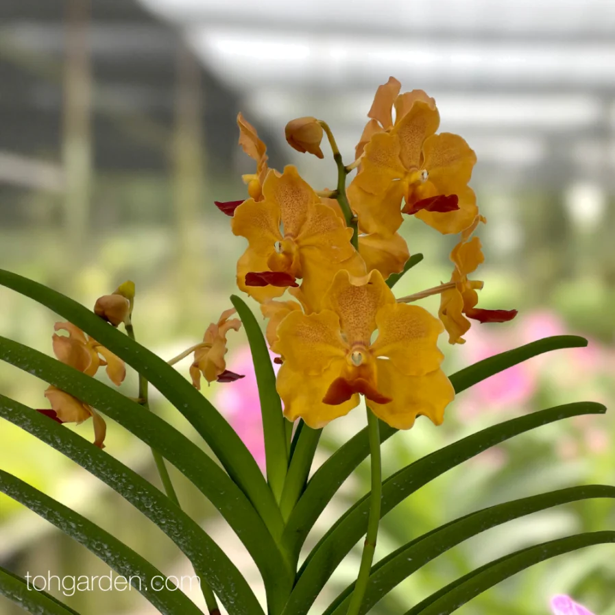 Papilionanda Bangkok