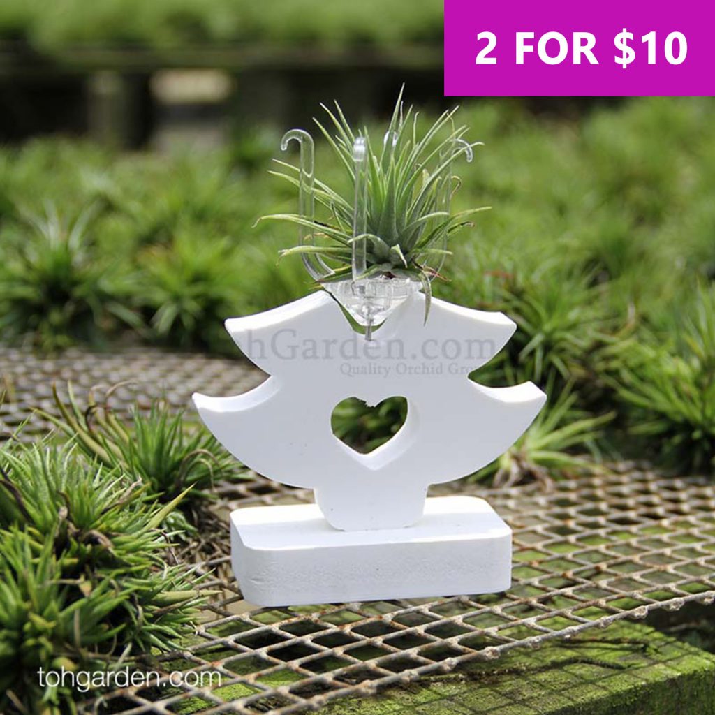 Tree (2 sets) - Toh Garden : Singapore Orchid Plant & Flower Grower