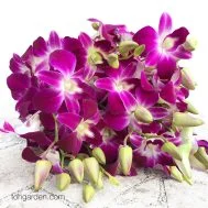 Dendrobium Bon (20 stalks)