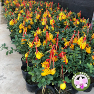 Citrus medica (0.60m)