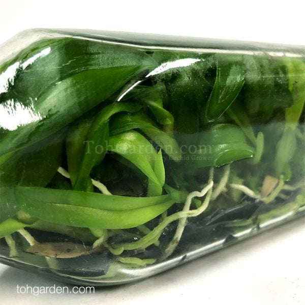 Orchid Flasks Archives Toh Garden