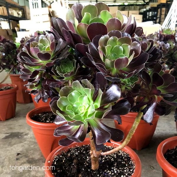 Echeveria Purple - Toh Garden : Singapore Orchid Plant & Flower Grower