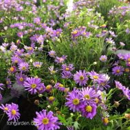 Purple Asters