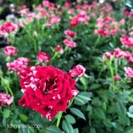 Variegated Roses (Seasonal)