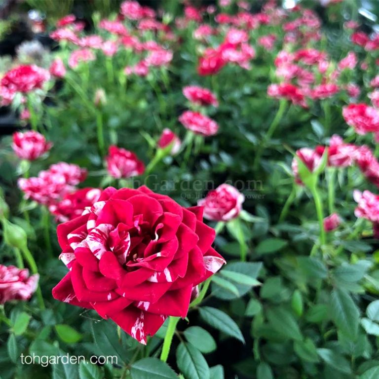 Variegated Roses (Seasonal) - Toh Garden : Singapore Orchid Plant ...