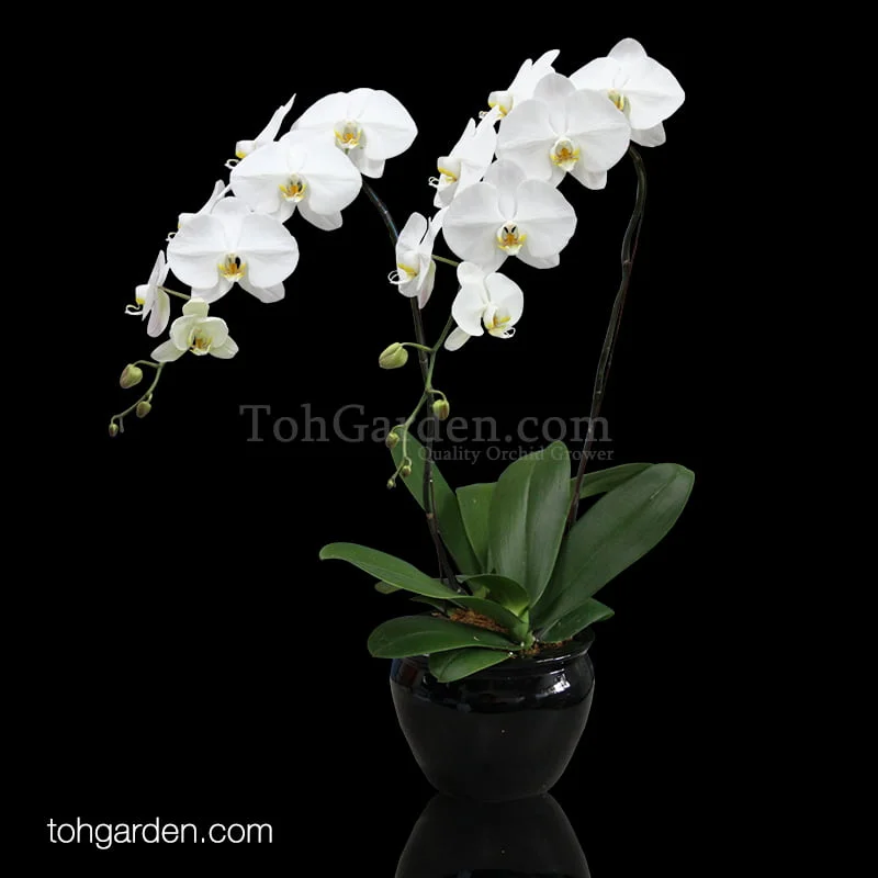 Phalaenopsis Sogo Yukidien 2 in 1