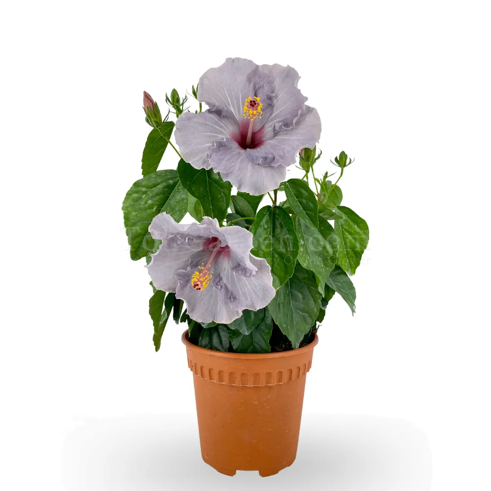 Blue Hibiscus (Malvaceae)