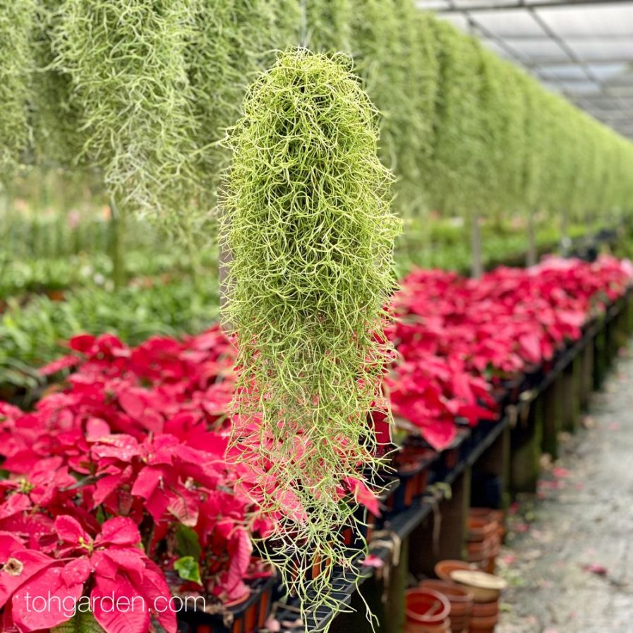 Tillandsia usneoides (Spanish Moss)