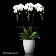 Phalaenopsis Sogo Yukidien Arrangement (3 in 1)