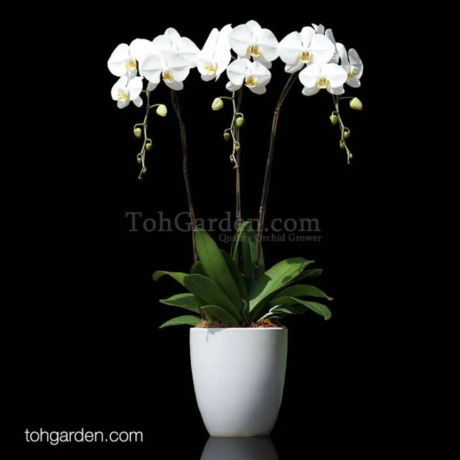 Phalaenopsis Sogo Yukidien Arrangement 3 in 1