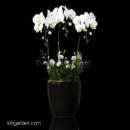 Phalaenopsis (3-in-1) with Mini Dendrobiums Arrangement