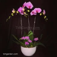 OX Pink Phalaenopsis with Mini Dendrobiums Arrangement (6-in-1)