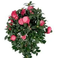 Camellia