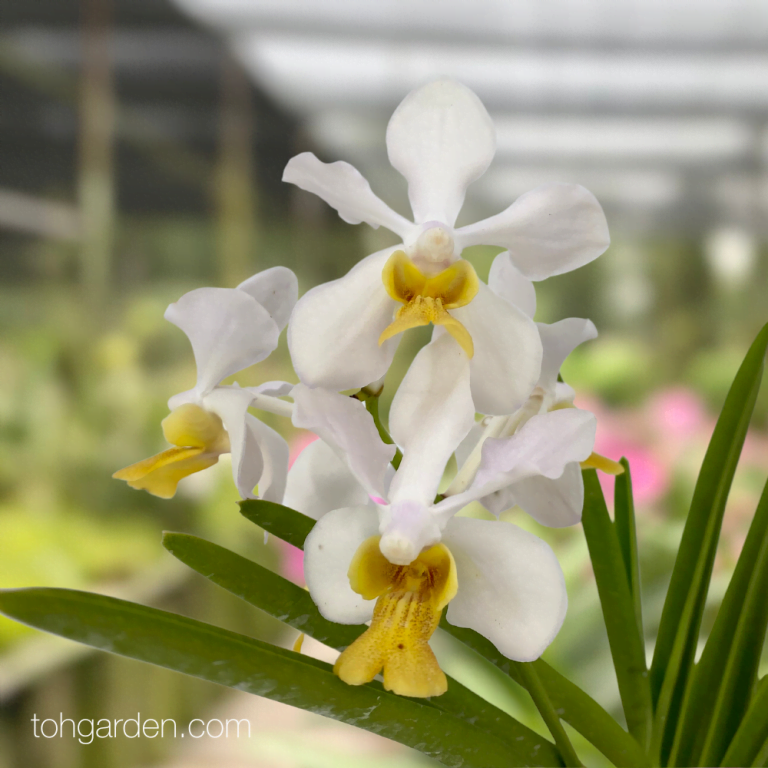 Papilionanda Lim Chiauw - Toh Garden : Singapore Orchid Plant & Flower 