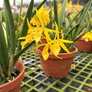 Brassocattleya Yellow Bird