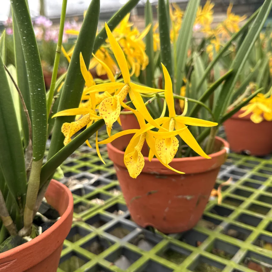 Brassocattleya Yellow Bird