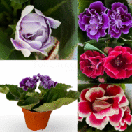Gloxinia sinningia