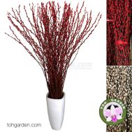 Pussy Willow in Ceramic Vase (1.80m+) - 银柳 (200 stalks)