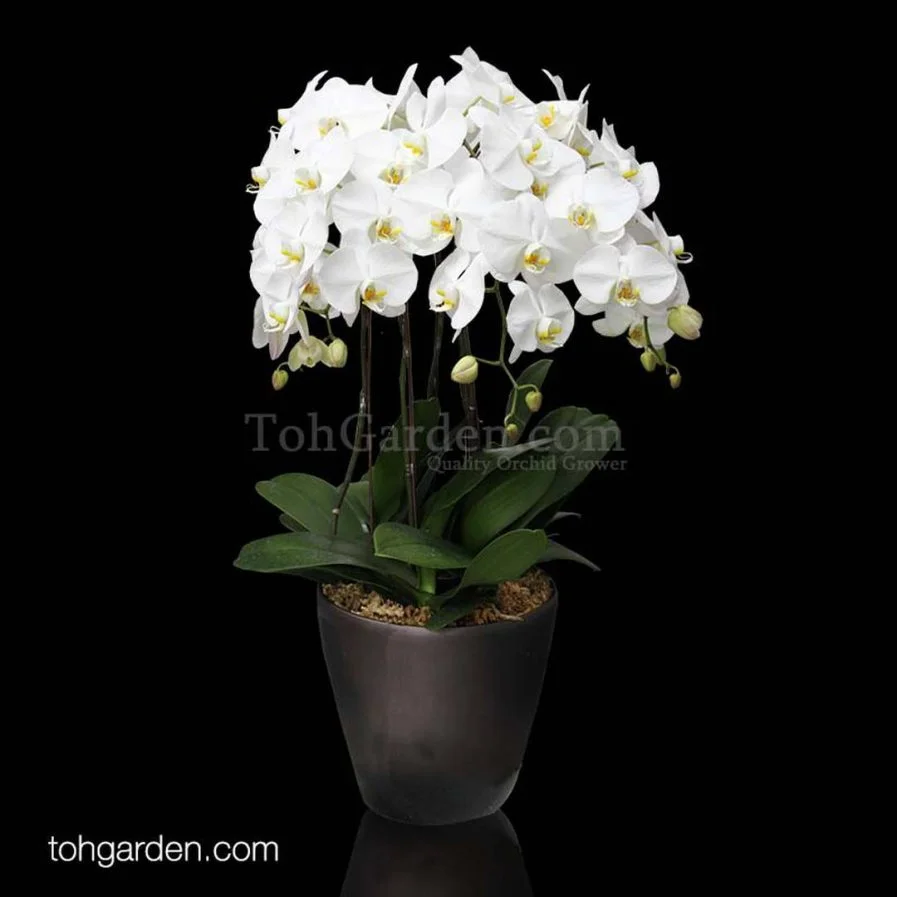 Phalaenopsis Sogo Yukidien Arrangement 5 in 1