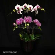 Bicolor Phalaenopsis Dark Arrangement 6 in 1