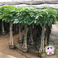 Pachira aquatica (Pleated) (1.20-1.50m)
