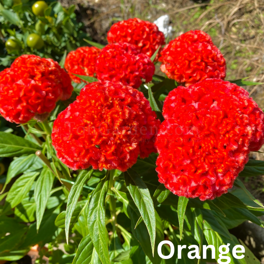 Celosia cristata Orange Cockcomb “鸡公花”