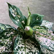 Aglaonema 'Pink Queen'