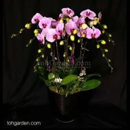 OX Pink Phalaenopsis with mini Dendrobiums Arrangement 8 in 1