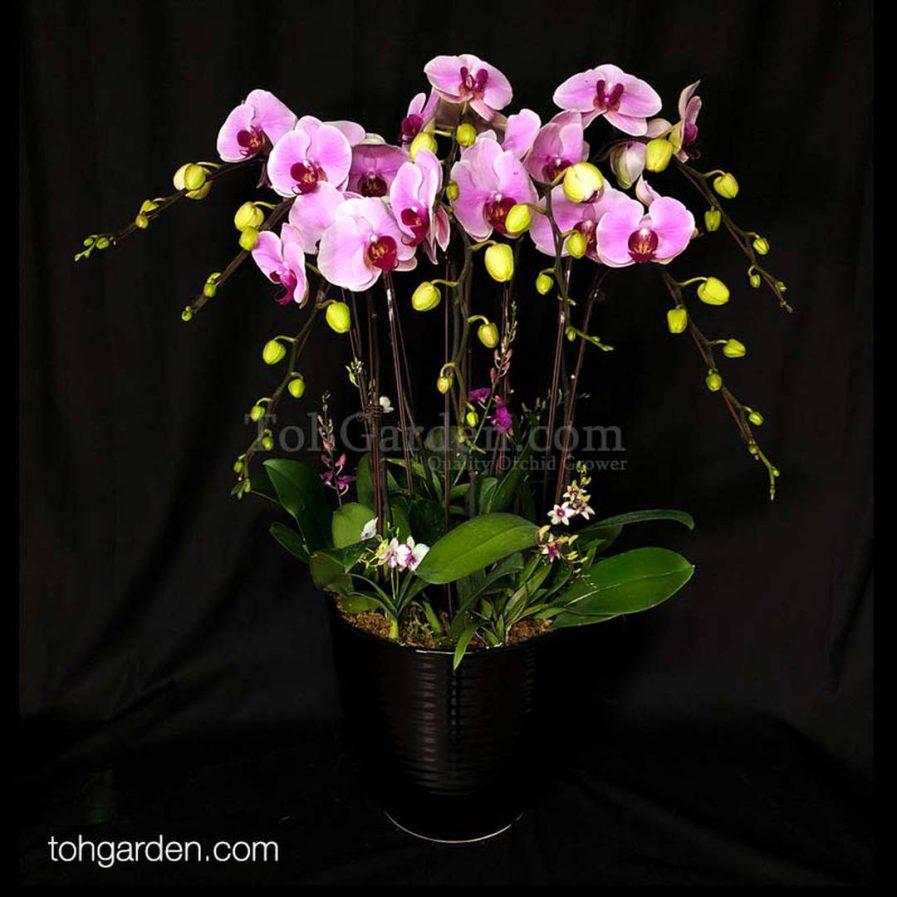 OX Pink Phalaenopsis with mini Dendrobiums Arrangement (8-in-1)
