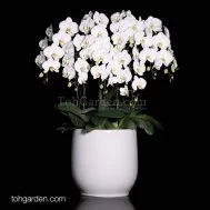 Phalaenopsis Sogo Yukidien Arrangement 8 in 1