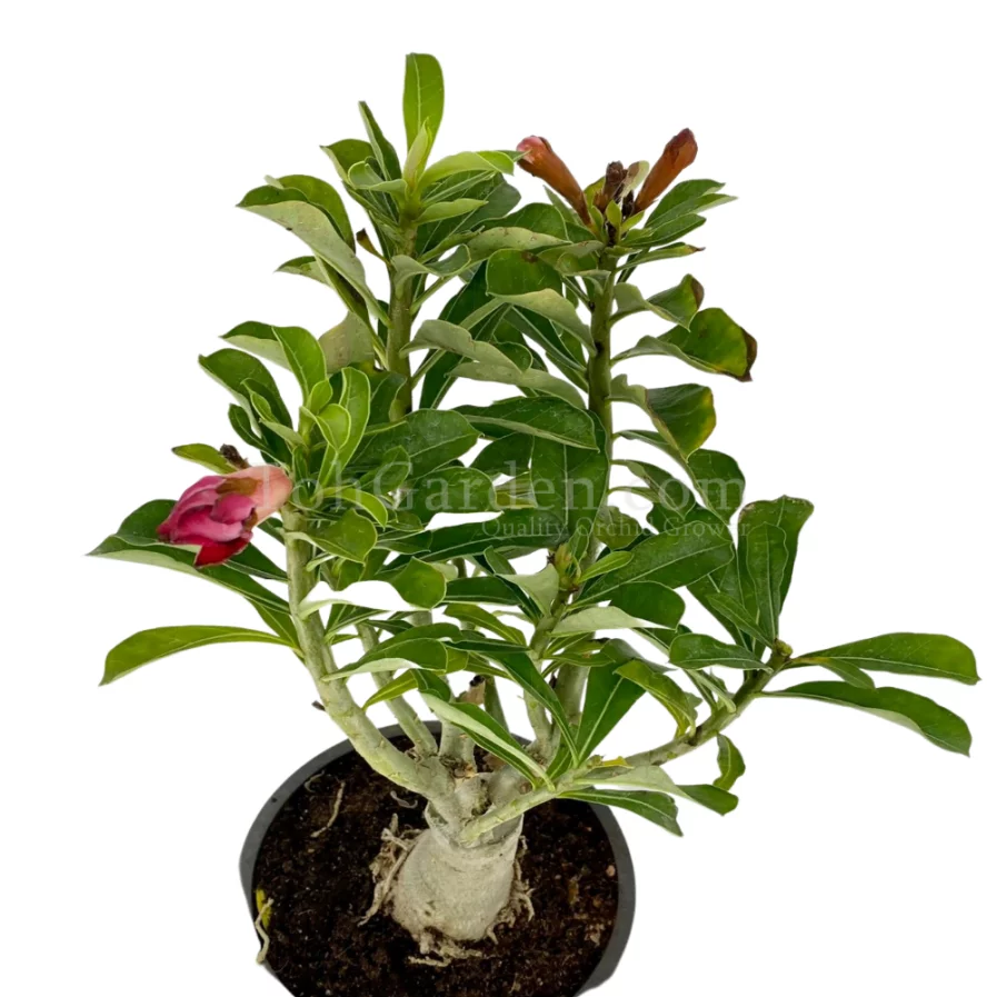 沙漠玫瑰 Adenium