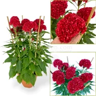 Celosia cristata Red Cockcomb "鸡公花"