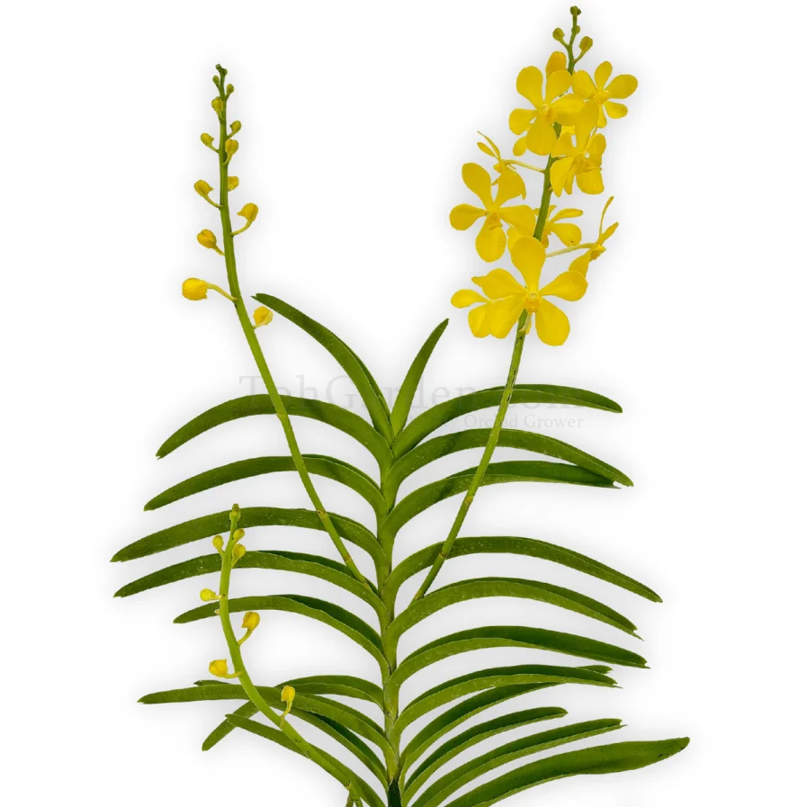 Aranda Chao Praya Gold (1993)
