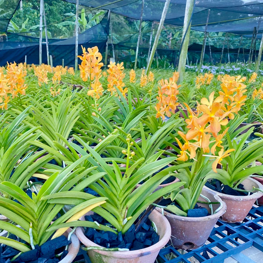 Aranda Chitti Gold