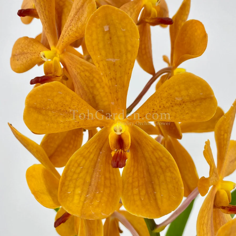Aranda Chitti Gold