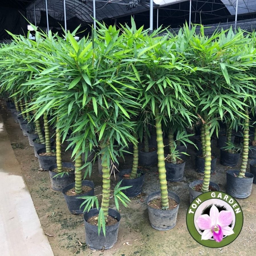 Buddha Bamboo (佛肚竹子) (1.50m) - Toh Garden : Singapore Orchid Plant ...