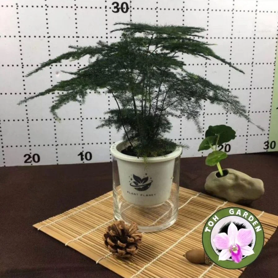 Asparagus Fern (文竹)