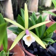 Brassocattleya Chariya hybrid