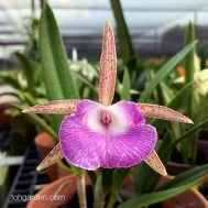 Brassocattleya Pim Little