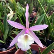 Brassocattleya Interdosa